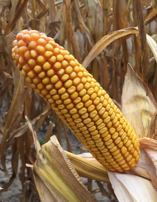 KUKURYDZA NA KUKURYDZA NA KISZONKĘ MAS 24.C DYNAMITE FAO 250 FAO 250 CCM BIOGAZ REKORDOWE PLONY WYBUCHOWY PLON KISZONKI NOWA ORYGINALNA GENETYKA Ziarno typ flint-dent-dent.