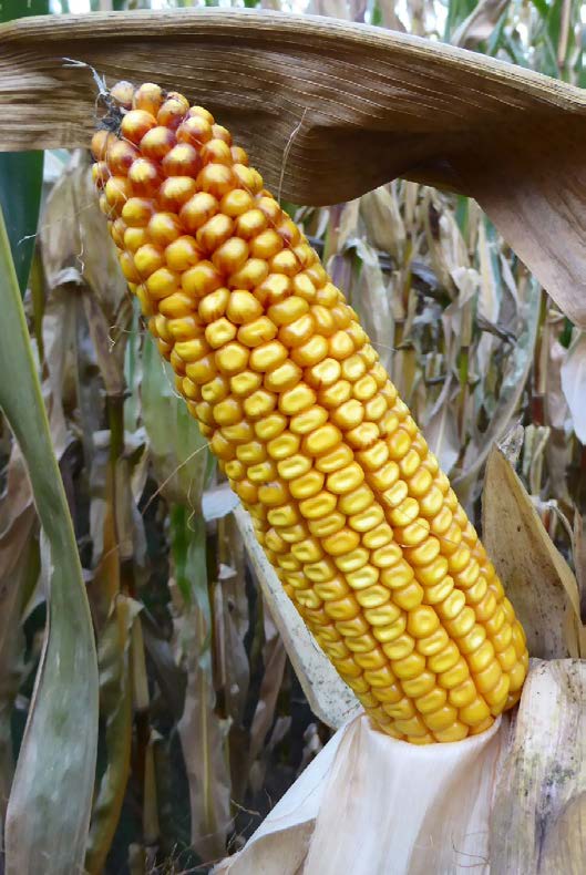 KUKURYDZA NA KISZONKĘ KUKURYDZA NA MAS 26.B MAS 29.T FAO 250 FAO 270 CCM BIOGAZ B JAK BUJNY CZYSTY DENT CZYSTY ZYSK WYSOKI PLON ZIELONEJ MASY Bo liczy się masa. ENERGETYCZNA Bardzo grube ziarno.