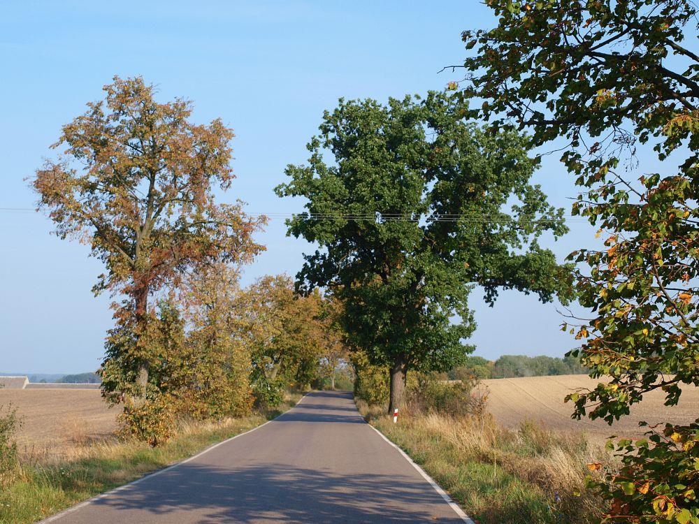 ALEJA NR 2: Aleja głównie lipowa zlokalizowana na południe od Janiszewa I. INFORMACJE OGÓLNE Lokalizacja N 53 o 53'03.8'' E 18 o 43'48.3'' / N 53 o 53'21.2'' E 18 o 43'29.