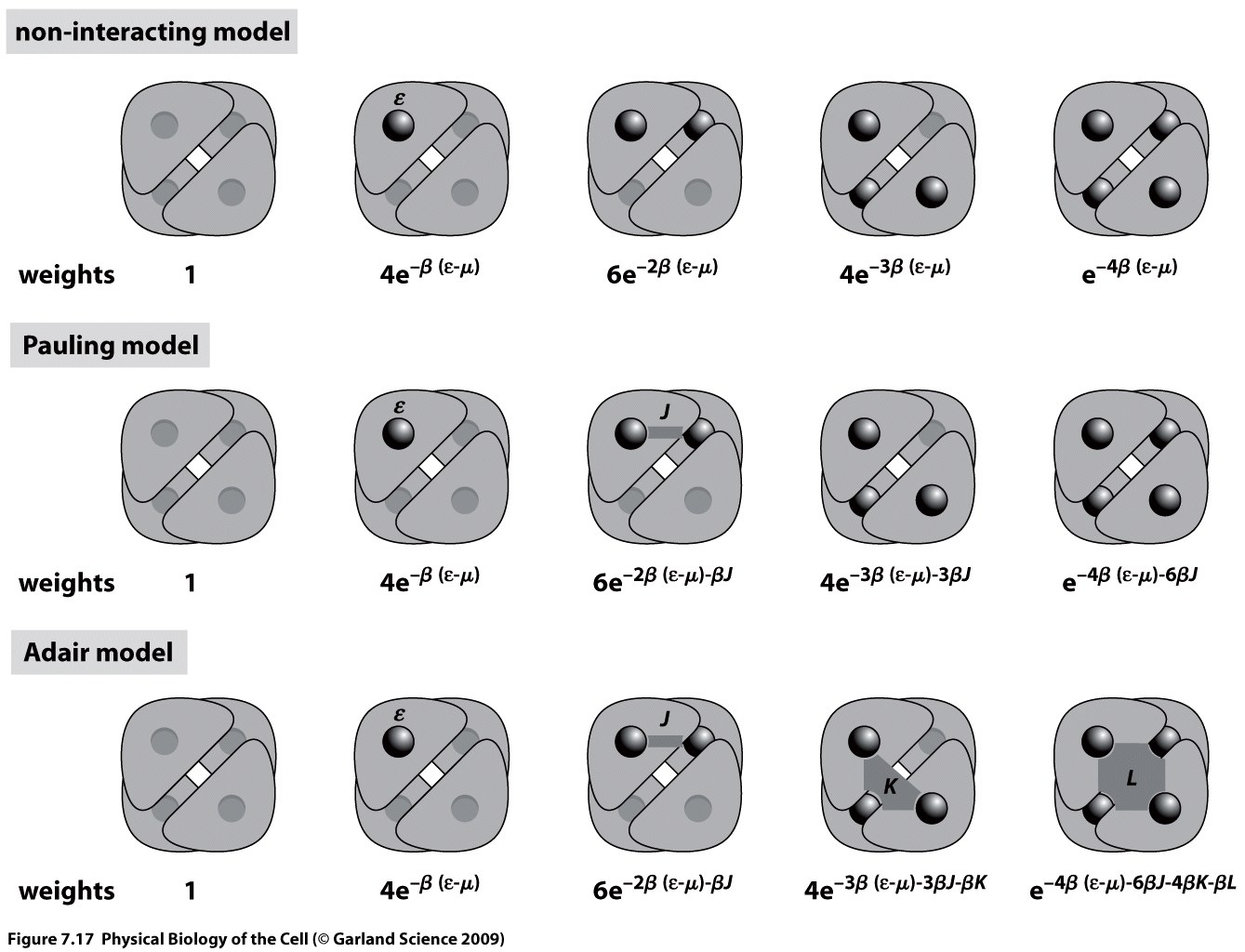 Metody Kinetyki Biomolekularnej in vitro i in vivo ósma seria zadań 9 listopada 016 Zadanie 1. Wiązanie tlenu przez hemoglobinę - model tertameryczny.