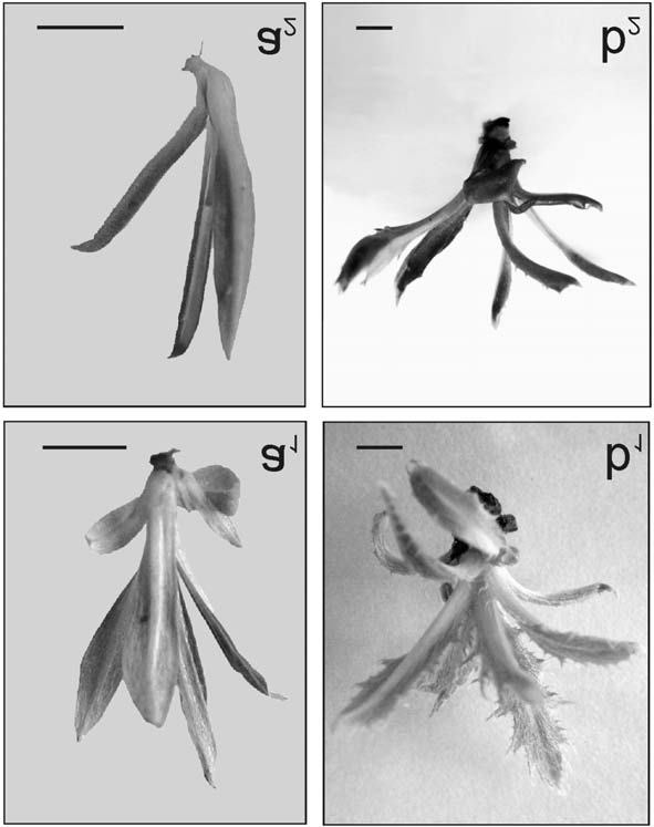 Wydajnoœæ mikrorozmna ania w kulturach in vitro wybranych gatunków chronionych z rodziny Asteraceae Fot. 2.