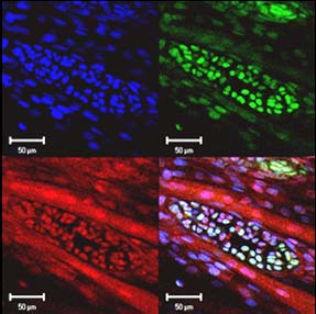 TECHNIKI immunolokalizacja wybranych epitopów na skrawkach histologicznych