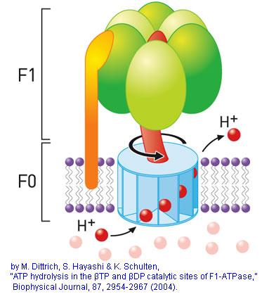 Fosforylacja fotosyntetyczna prowadzi do syntezy ATP z ADP i fosforanu nieorganicznego Pi przy udziale kompleksu syntazy ATP Dittrich i wsp. 2004. Biophysical Journal 87: 2954-2967.