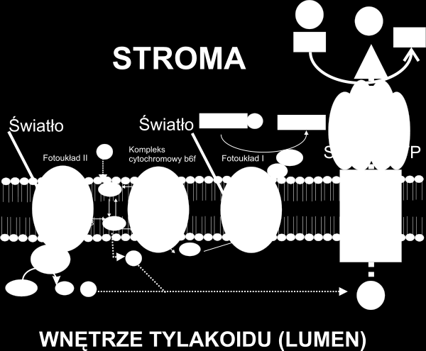 Wiesz już jakie reakcje prowadzą do tworzenia ATP i NADPH w fazie świetlnej fotosyntezy.