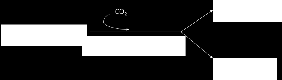 Za kluczową reakcję wiązania CO 2 w cyklu Calvina -Bensona odpowiada karboksylaza rybulozo-1,5-bisfosforanu (Rubisco).