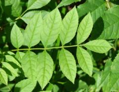 Analizując budowę wewnętrzną chloroplastu wyróżniamy kilka przedziałów: otoczkę (składającą się z dwóch błon), stromę oraz rozbudowany system spłaszczonych pęcherzyków nazywanych tylakoidami, z