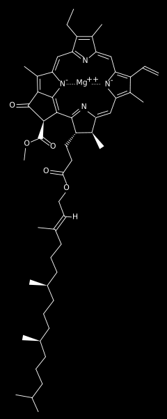 pl.wikipedia.