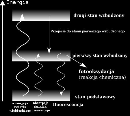 Co się dzieje z energią fotonu zaabsorbowanego przez cząsteczkę chlorofilu? http://pl.wikipedia.org/w/index.php?title=plik:stany_wzbudzone_chlorofilu(pl).