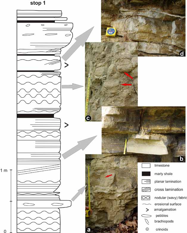 Fig. 3. Lithological profile of carbonate rocks from Stop 1, phot. A.