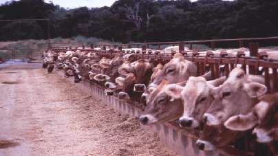 The numbers of livestock and livestock density in Poland have decreased steadily following the political changes in the