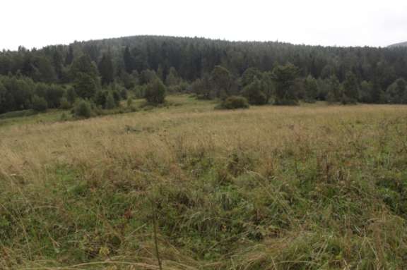 Fot. Widok ogólny polany Krzyżowski