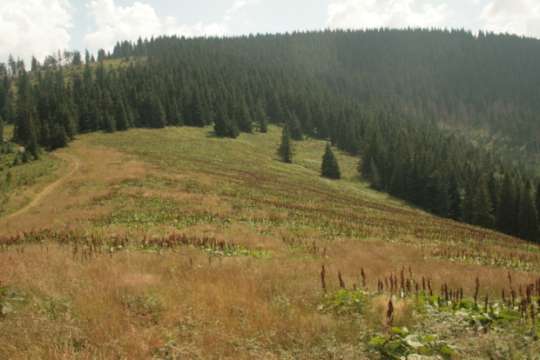 Natura 2000 PLH240005 Beskid Żywiecki % powierzchni zbiorowisko 65 20 10 5 zn zn zn Rumicetum alpini Zb. z Deschapmsia caespitosa Zb. z Festuca rubra Rubetum idaei Zb. z Holcus mollis Zb.