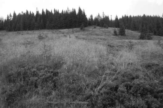 Nazwa obiektu Obszary chronione, na których znajduje się obiekt Charakterystyka roślinności Hala Łyśniowska (Pawlusia II) Beskid Żywiecki Żywiecki Park Krajobrazowy; Specjalny Obszar Ochrony Natura