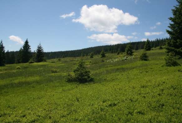 Fot. Widok ogólny polany Hala Rysianka (Jerzy Parusel 17.06.