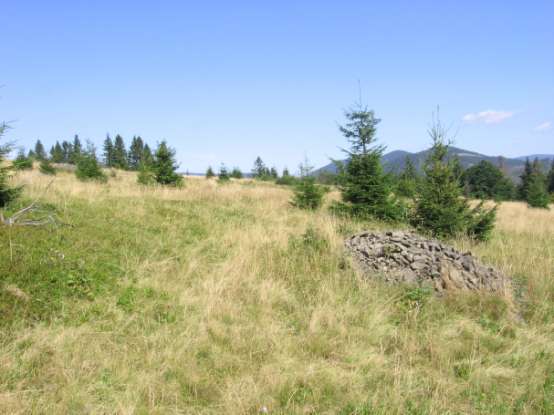 Fot. Widok ogólny polany Sucha