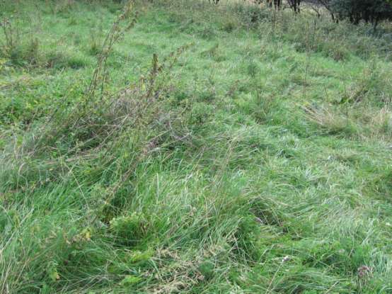 Plantago media 0,1 0,1 Poa pratensis 1 Potentilla reptans 0,1 0,2 Prunella vulgaris 0,1 1 0,2 0,1 Ranunculus acris 0,1 0,1 Ranunculus serpens ssp.