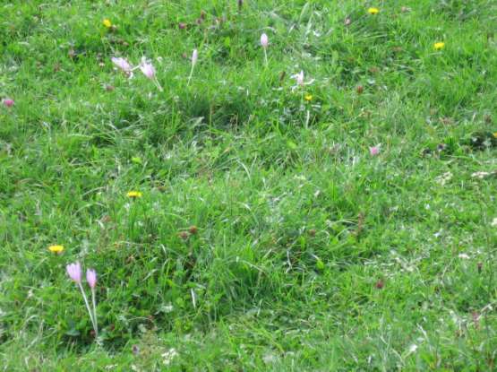 Zwarcie w warstwach B - 0% C - 100%, D - 10% Liczba gatunków 26 Gatunki charakterystyczne Opis Arrhenatherum elatius, Dactylis glomerata, Achillea millefolium, Galium mollugo Obce gatunki inwazyjne
