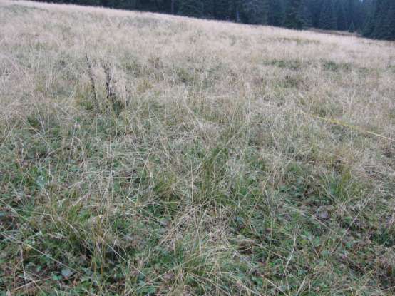 Fot. Cebulowa, poletko nr 1 (Krzysztof Kozak, 02.10.