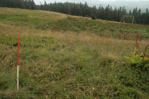 Fot. Hala Lipowska, poletko HN3 (J. Parusel, 21.07.