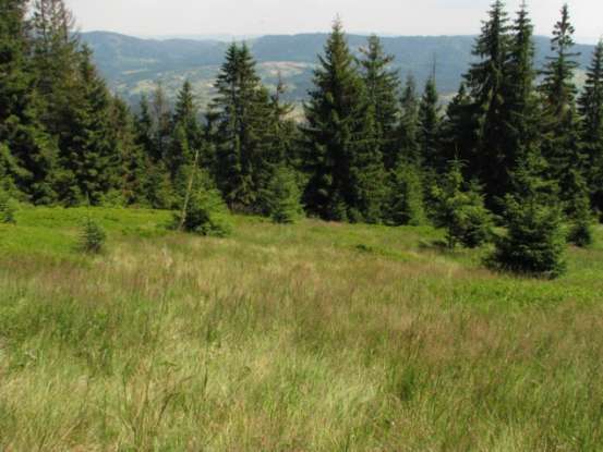 Fot. Muocoł, poletko nr 3 Hieracio