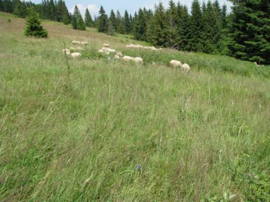 Miejsca do kiełkowania 2% (kretowiska) U1 Wojłok 98% 1,5 cm (0-3 cm) Eutrofizacja Brak U1 Wykonywane zabiegi (rodzaj, natężenie i powierzchnia) Negatywne wpływy z otoczenia Wypas, 100% pow.