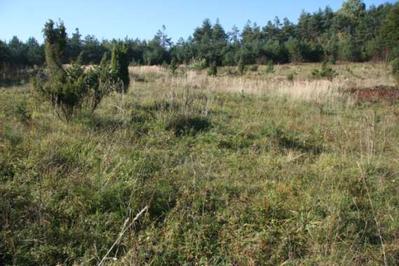 Fot. Morsko, powierzchnia nr 1