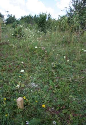 Polygala comosa 0,1 0,1 Primula veris 0,1 1 Prunella vulgaris 0,1 Prunus spinosa 1 Ranunculus bulbosus 0,1 Rhamnus cathartica 0,1 Rosa canina 0,1 Rubus caesius 1 0,1 Rubus idaeus 2 Sanguisorba minor