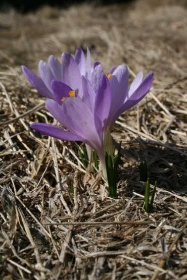 II.3.2. Krokus (Szafran) spiski Crocus scepusiensis Charakterystyka gatunku i jego występowania. Krokus spiski Crocus scepusiensis jest gatunkiem podlegającym w Polsce ochronie prawnej ścisłej.