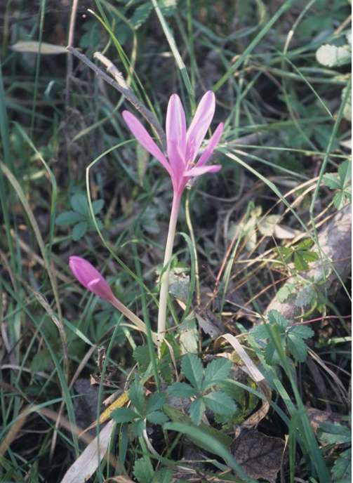 II.3.3. Zimowit jesienny Colchicum autumnale Charakterystyka gatunku i jego występowania. Zimowit jesienny jest gatunkiem podlegającym w Polsce ochronie prawnej ścisłej.