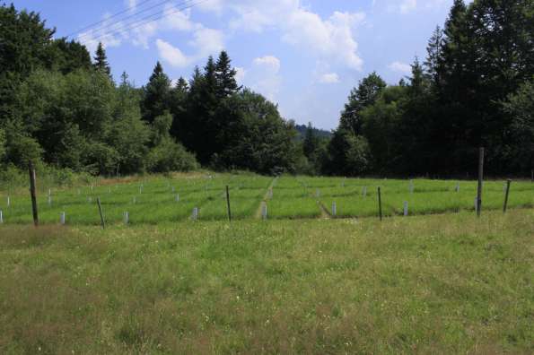 Fot. Widok ogólny polany Abrahamów (Agata Kloczkowska 22.07.2010) Fot.
