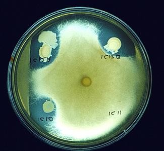 Etanol ANTYBIOTYKI - substancje naturalne, najczęściej pochodzenia drobnoustrojowego oraz ich półsyntetyczne modyfikacje i syntetyczne analogi, które oddziałując w małych stężeniach wybiórczo na