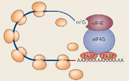 microrna - mirna aktywna translacja inhibicja inicjacji translacji