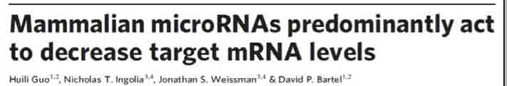 microrna - mirna aktywna translacja degradacja