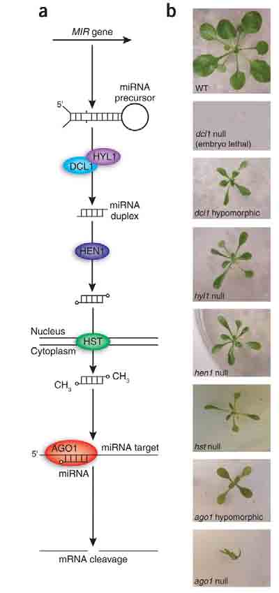 Biogeneza mirna u roślin transkrypcja DNA pri-mirna HYL1: oddziaływanie z DCL1 cięcie cie mirna mirna* HEN1: metylotransferaza, metylacja mirna/mirna mirna* HST (HASTY( HASTY): eksport