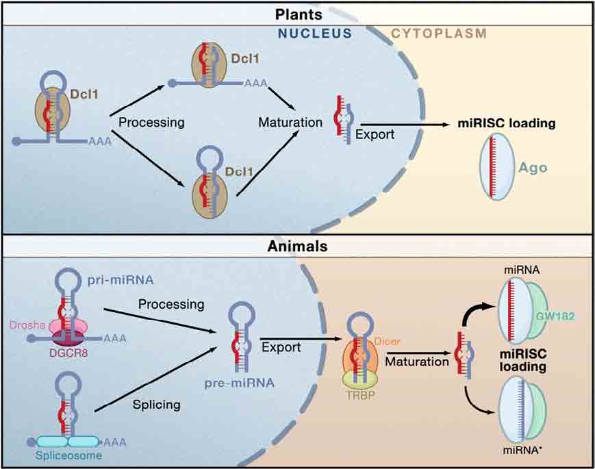 Biogeneza mirna u roślin i zwierząt eksport z jądra j komórkowego do