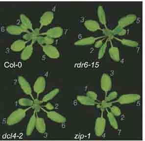 Zaburzenia biogenezy tasirna zaburzenia rozwoju mutacja rdr6-15: brak tasirna zip-1 (AGO7): brak TAS3 tasirna Northern Mutacje rdr6 i zip, podobnie jak dcl4 i tas3, przyspieszają zmiany rozwojowe