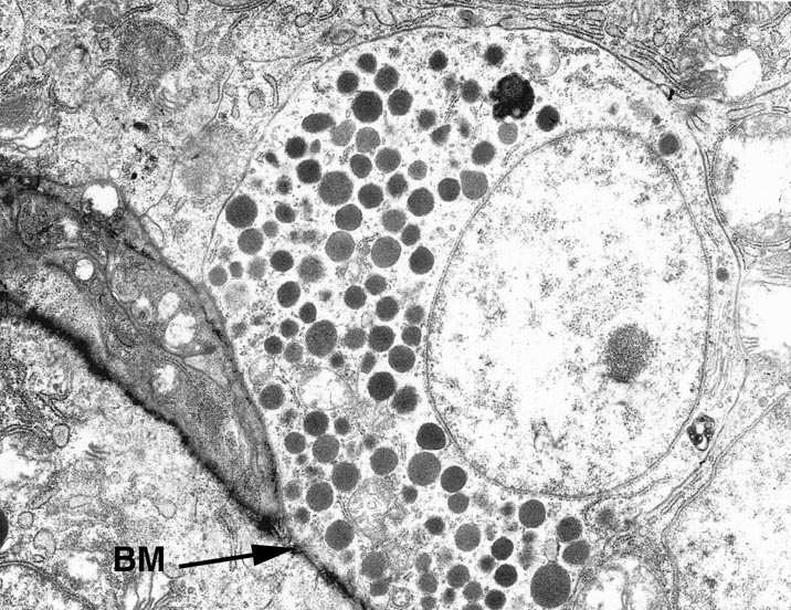 Komorki macierzyste jelita cienkiego rezydują w kryptach Goblet cells - mucins Paneth cells -