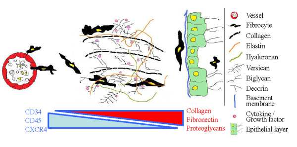 Dynamiczna nisza migrujących fibrocytów The CXCR4-expressing fibrocytes are recruited from the circulation to the tissue by a gradient of stromal cell-derived factor (SDF)-1/CXCL12.
