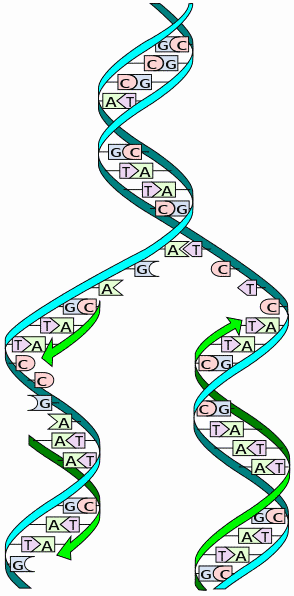 Replikacja DNA Plan wykładu Proces, w którym podwójna nić DNA ulega skopiowaniu.