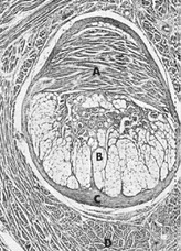 Komórki typu 3 uwalniają neuroprzekaźnik z pęcherzyków (egzocytoza). 4. Nastepuje wzbudzenie sygnału we włóknie nerwowym i jego przekazanie do CSN.