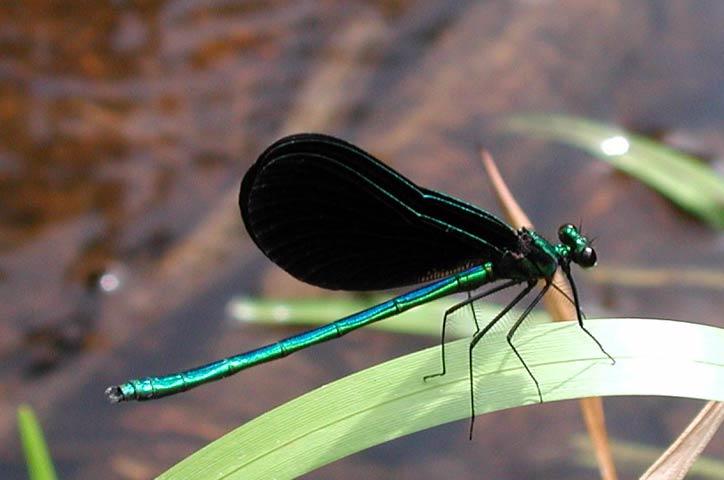 Konflikt w obrębie tej samej płci } Walki godowe } Konkurencja plemników (gatunki poliandryczne) Calopteryx maculata ważka czarnoskrzydła Penis w