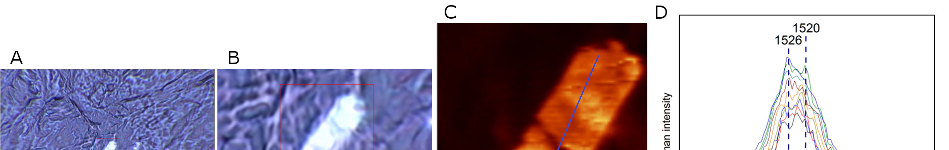 analiza chromoplastów obraz widzialny karoteny α-karoten 532 nm β-karoten 1546-1507 cm -1 obraz widzialny