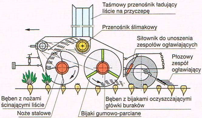 Ogławiacz wyposażony jest w bijakowy zespół ścinający, który ścina i rozdrabnia liście i wrzuca do poprzecznego przenośnika ślimakowego.