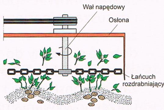 Maszyny do zbioru ziemniaków Przygotowanie plantacji do zbioru ziemniaków polega na mechanicznym rozdrobnieniu łęcin rozdrabniaczem 5-10 dni przed zbiorem bulw.