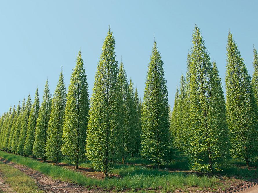 -Szpaler drzew liściastych Lokalizacja drzew zgodnie z projektem. Grab pospolity Carpinus betulus Fastigiata Średniej wysokości drzewo o regularnej, wąsko stożkowej koronie.