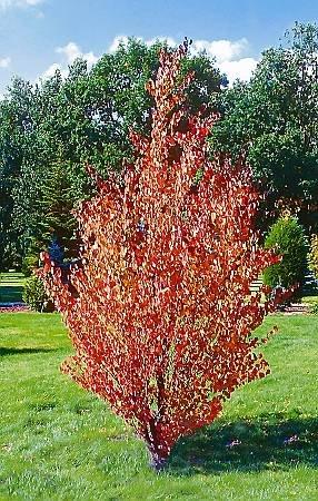Grujecznik japoński Cercidiphyllum japonicum Średniej wielkości drzewo o zaokrąglonej koronie. Liście małe, sercowate wiosną czerwonobrunatne. Dobrze rośnie na glebach wilgotnych i świeżych.