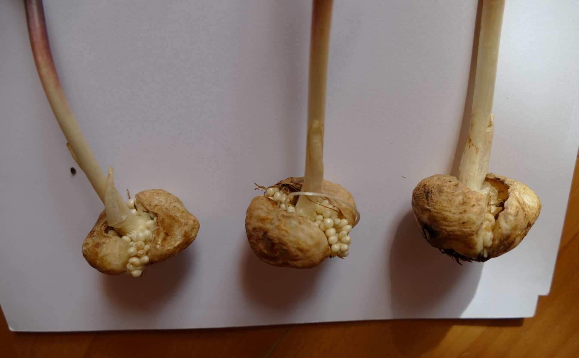 Wpływ terminu i głębokości sadzenia cebul na kwitnienie i plonowanie szachownicy amańskiej 3 Fot. 1. Kwiat szachownicy amańskiej (fot. B. Marcinek) Phot. 1. The flower of Fritillaria amana (photo B.