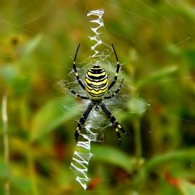 Przegląd pajęczaków Tygrzyk paskowany to jeden z największych i najbardziej kolorowych polskich pająków.