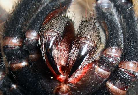 3. Budowa i czynności życiowe pajęczaków. Szczękoczułki to odnóża gębowe zakończone ostrym pazurem z ujściem gruczołu jadowego.