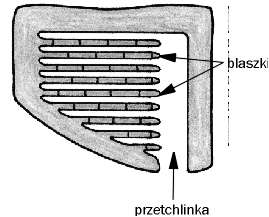 Charakterystyka pajęczaków Pajęczaki mają jedną lub kilka par prostych oczu, które reagują na natężenie światła.